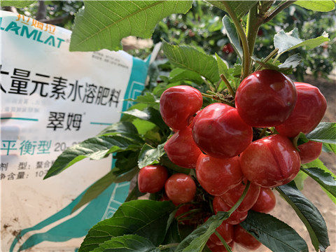 水溶肥，拉姆拉，翠姆
