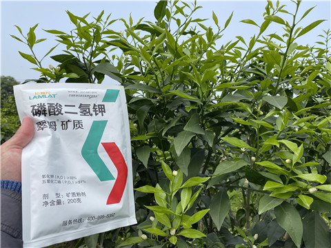 葉面肥，拉姆拉，翠姆