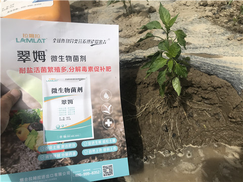 辣椒，拉姆拉，翠姆