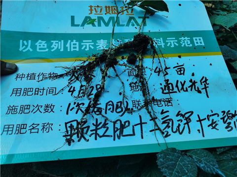 水溶肥，拉姆拉，翠姆
