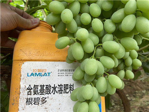 生根劑，翠姆，拉姆拉