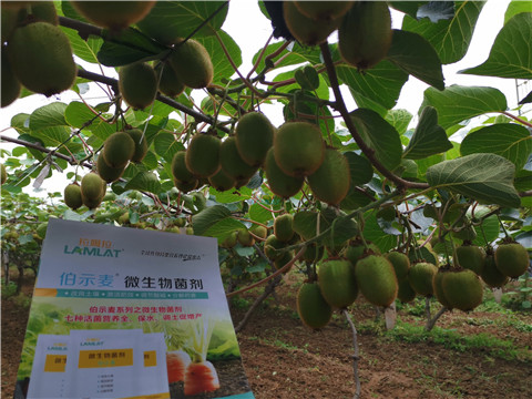 水溶肥，伯示麥，拉姆拉