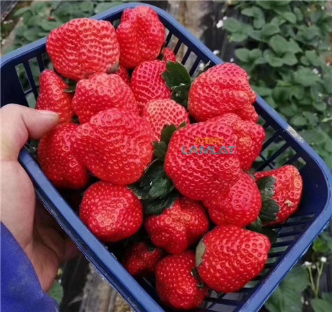 鈣肥，翠姆，拉姆拉