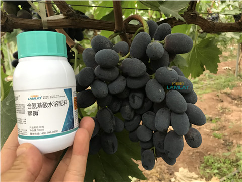 鈣肥，翠姆，拉姆拉