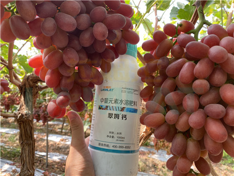 鈣肥，拉姆拉，翠姆