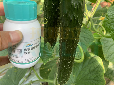 水溶肥，拉姆拉，翠姆