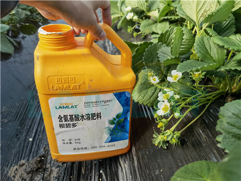 水溶肥，拉姆拉，翠姆