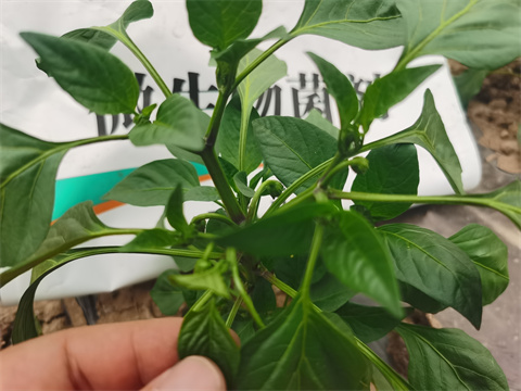 水溶肥，翠姆，拉姆拉