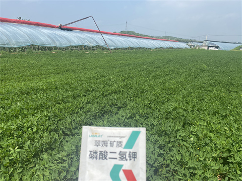 水溶肥,翠姆,花生種植