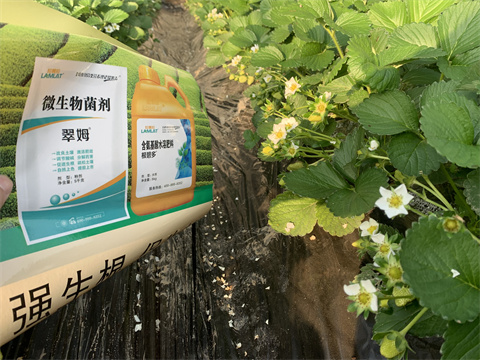 水溶肥價格，翠姆，草莓水溶肥