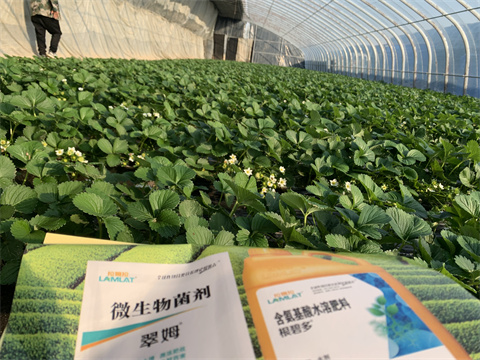 水溶肥價格，翠姆，草莓水溶肥