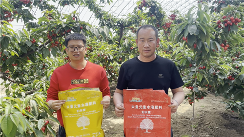 櫻桃種植,水溶肥廠(chǎng)家,伯示麥水溶肥