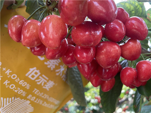 櫻桃種植,水溶肥廠(chǎng)家,伯示麥水溶肥