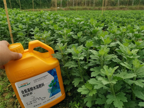 菊花種植,水溶肥廠家，翠姆